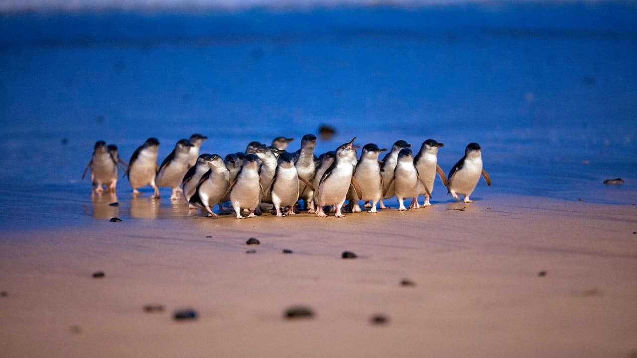 Phillip Island Nature Parks - Three-Park Pass