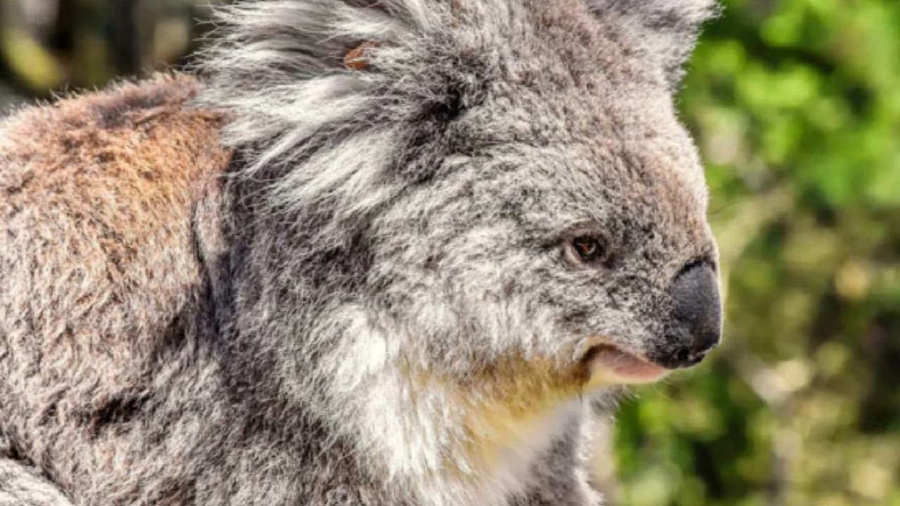 Phillip Island Nature Parks - Three-Park Pass - image 6