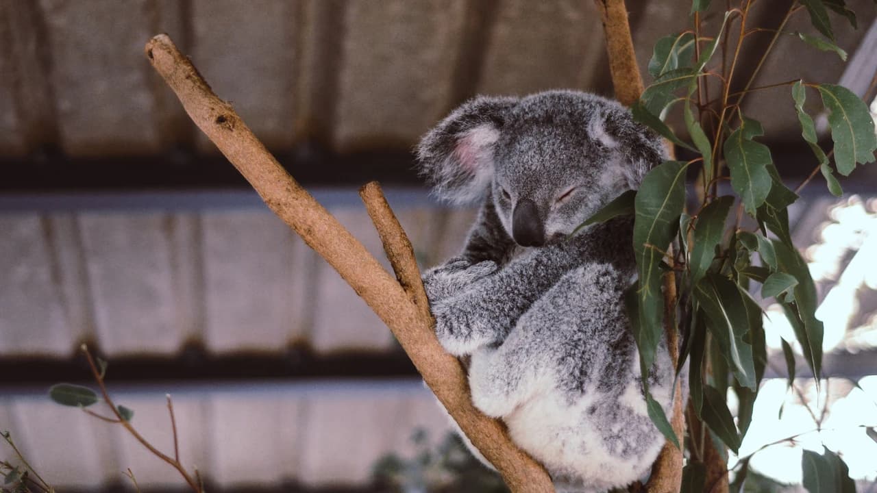 Lone Pine Koala Sanctuary Entry Ticket with Cruise from Brisbane City - image 7
