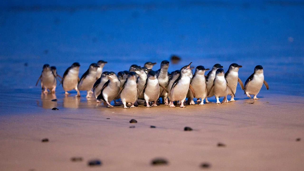 Phillip Island with Penguin Parade Eco Tour