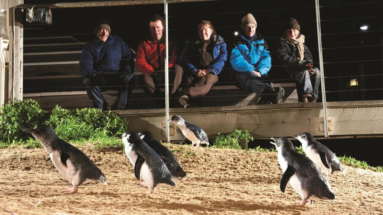Phillip Island with Penguin Parade Eco Tour - Photo 5