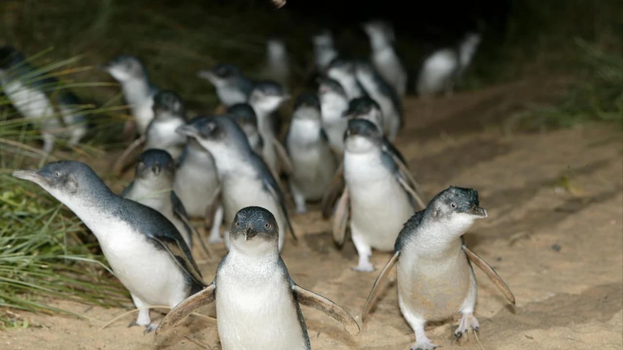 Phillip Island with Penguin Parade Eco Tour - image 6