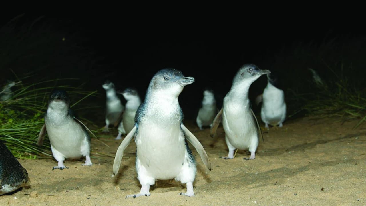 Phillip Island with Penguin Parade Eco Tour - image 8