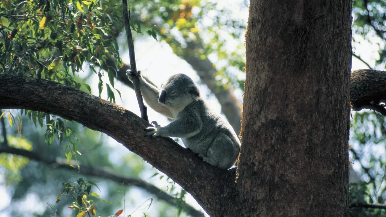 Currumbin Wildlife Sanctuary Gold Coast Ticket - Photo 4