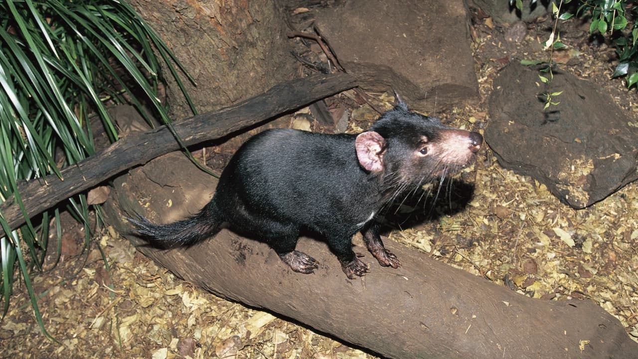 Currumbin Wildlife Sanctuary Gold Coast Ticket - image 7