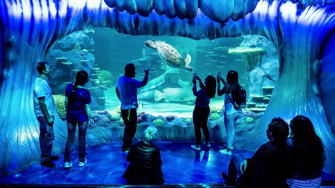 SEA LIFE Sydney Aquarium Direct Entry Ticket - Photo 3