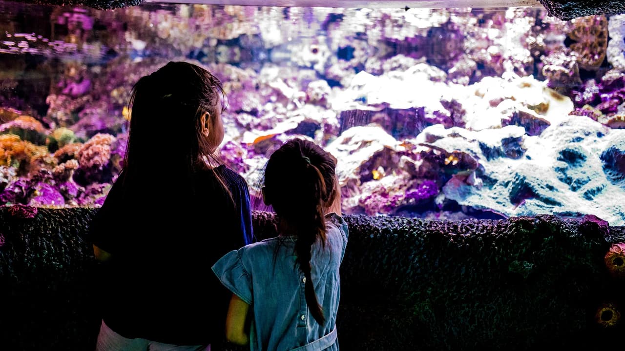SEA LIFE Sydney Aquarium Direct Entry Ticket - Photo 4