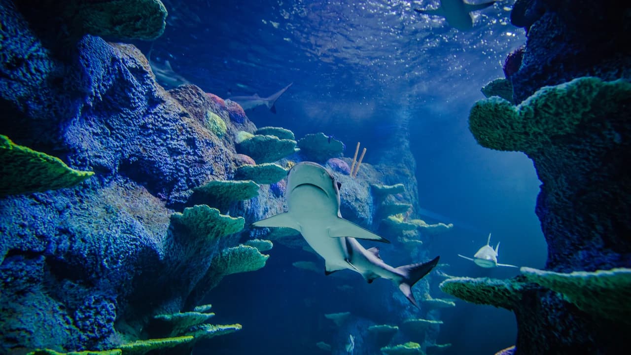 SEA LIFE Sydney Aquarium Direct Entry Ticket - image 8