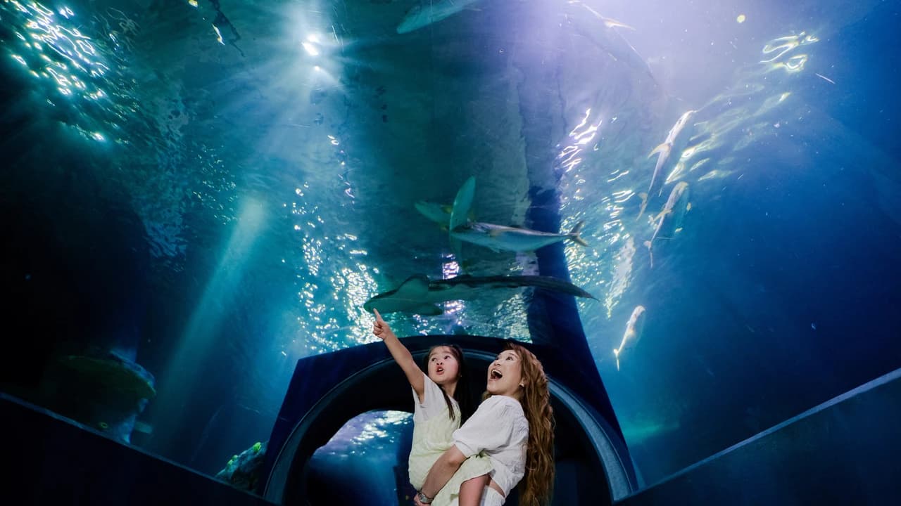 SEA LIFE Melbourne Aquarium Direct Entry Ticket