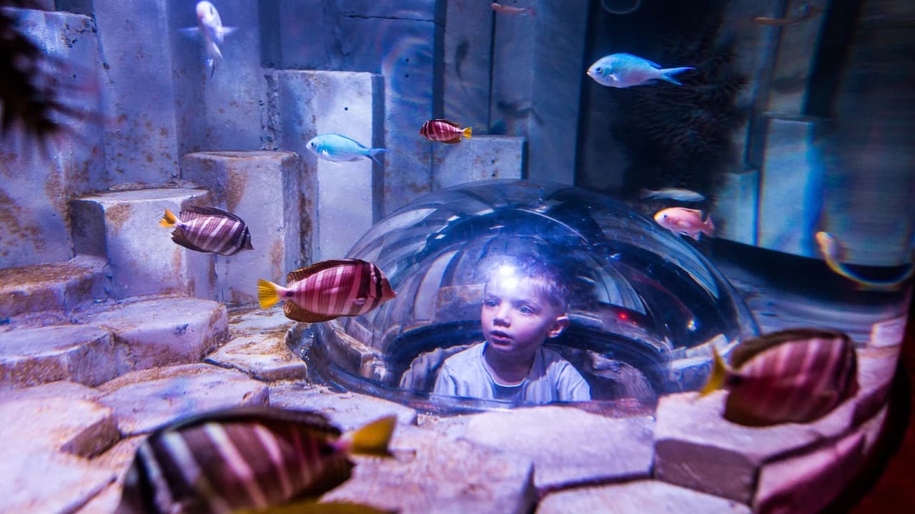 SEA LIFE Melbourne Aquarium Direct Entry Ticket - image 6