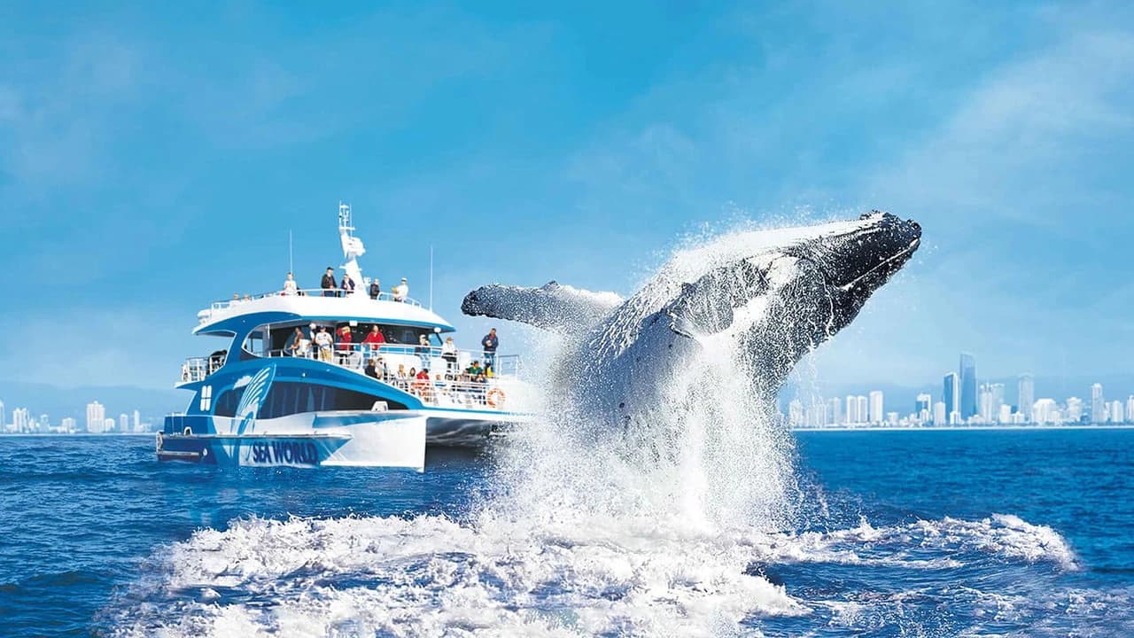 Gold Coast Whale Watching Cruise aboard Sea World Cruises - Photo 2