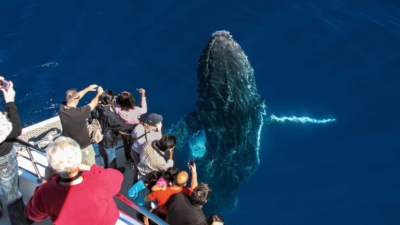 Gold Coast Whale Watching Cruise aboard Sea World Cruises - Photo 3