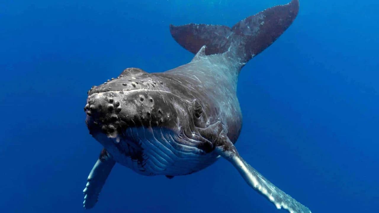 Gold Coast Whale Watching Cruise aboard Sea World Cruises - Photo 5