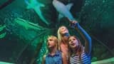 SEA LIFE Sunshine Coast Aquarium Direct Entry Ticket - image 8