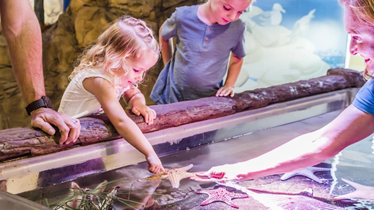 SEA LIFE Sunshine Coast Aquarium Direct Entry Ticket - Photo 2