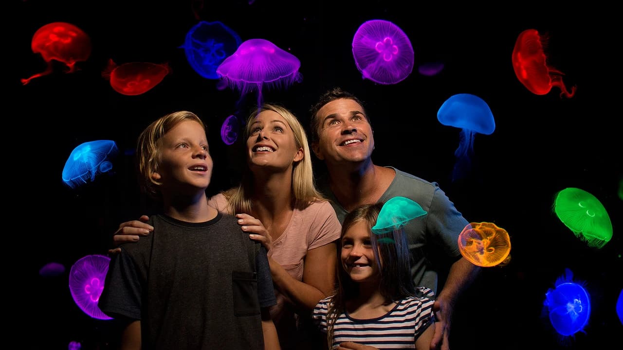 SEA LIFE Sunshine Coast Aquarium Direct Entry Ticket - Photo 3