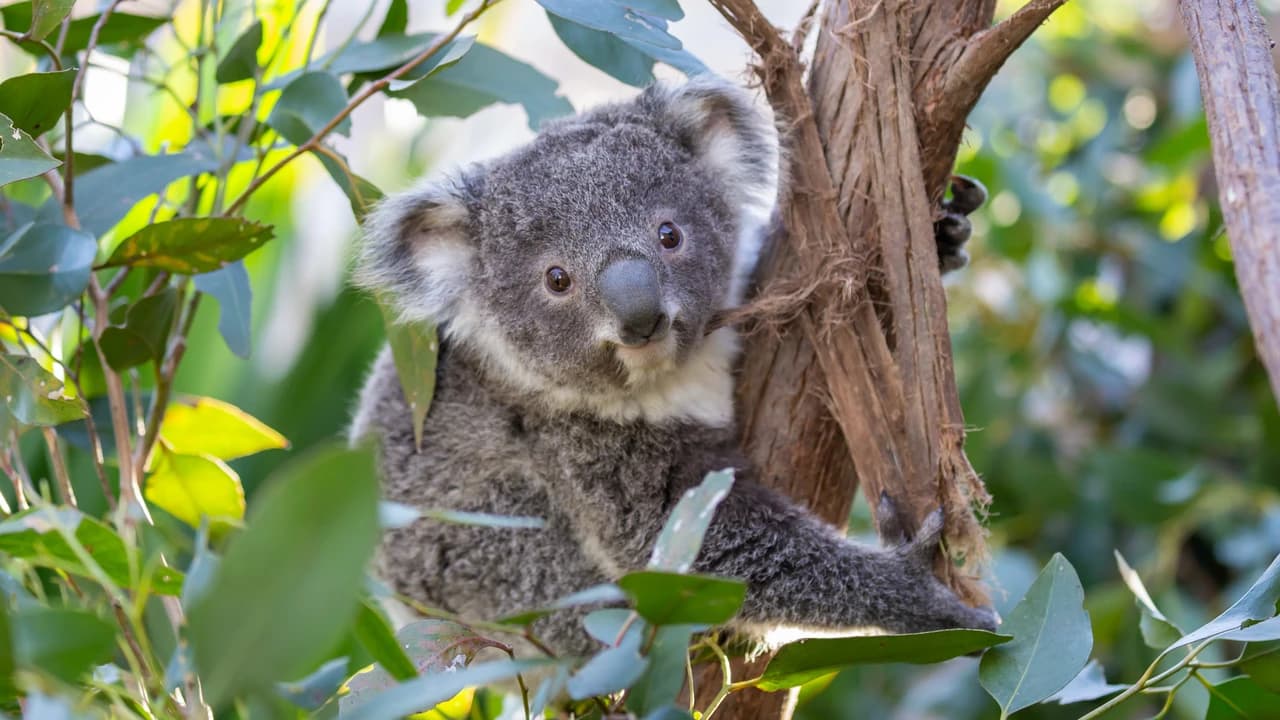 WILD LIFE Sydney Zoo Direct Entry Ticket - Photo 4