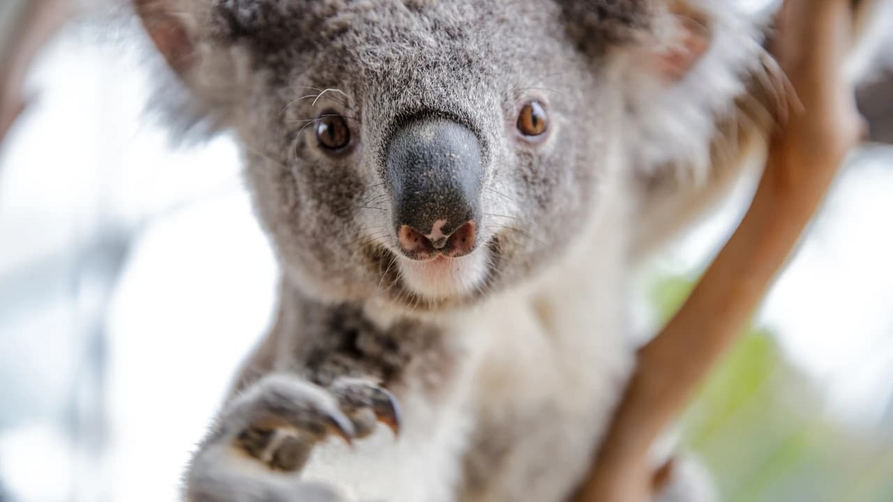 WILD LIFE Sydney Zoo Direct Entry Ticket - image 6