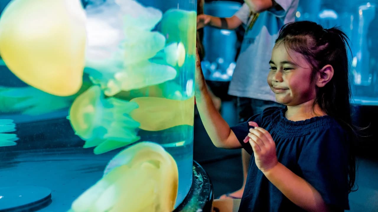 Sydney Multi-Attraction Pass - image 6