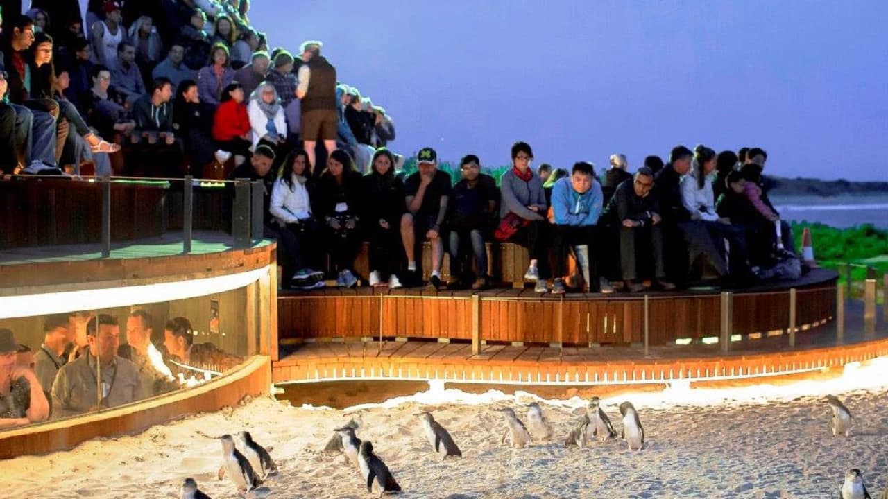Phillip Island Nature Parks - Penguin Parade Ticket - image 6