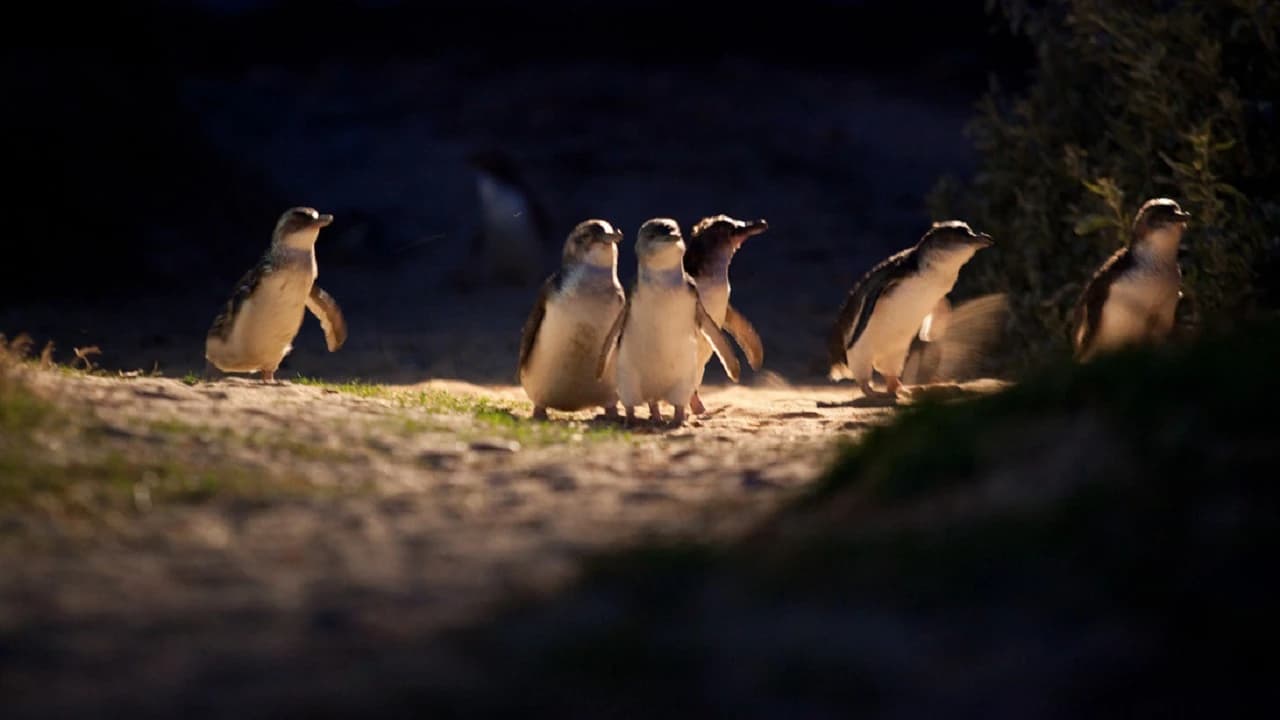 Phillip Island Nature Parks - Penguin Parade Ticket - image 7