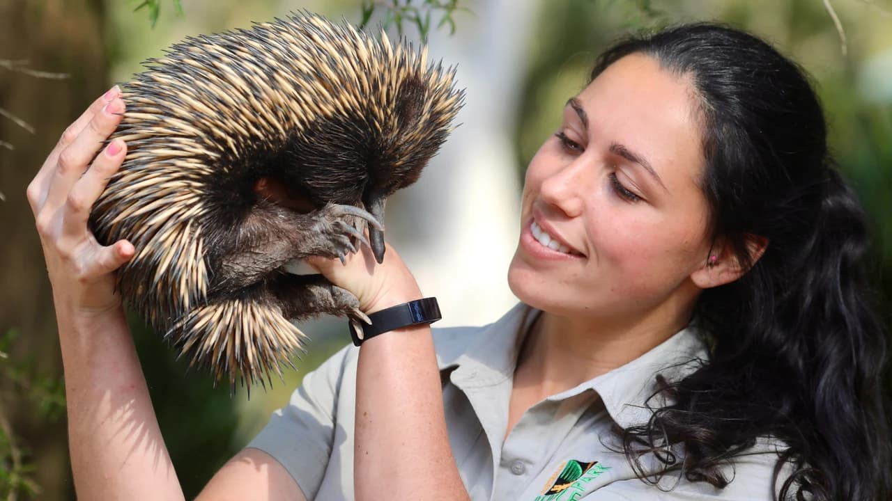 Australian Reptile Park - image 7