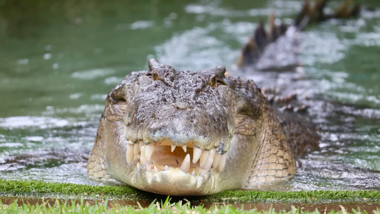 Australian Reptile Park - image 8