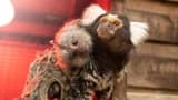 Symbio Wildlife Park Ticket - image 6