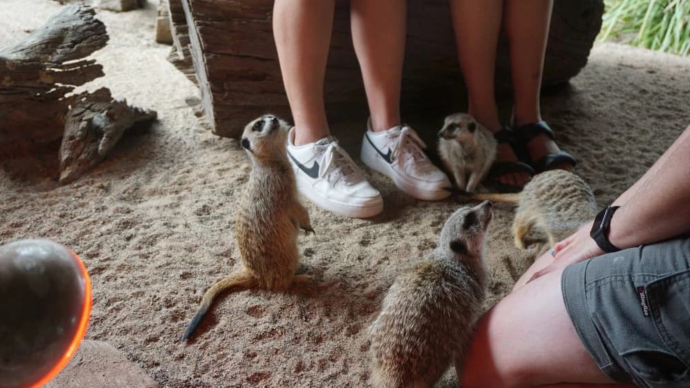 Symbio Wildlife Park Ticket - Photo 2