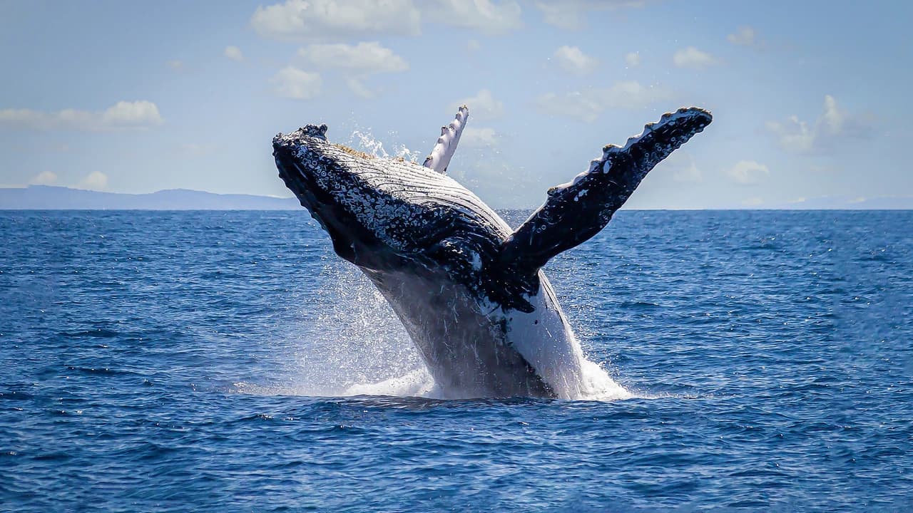 Sydney Harbour Whale Watching Cruise aboard Captain Cook Cruises