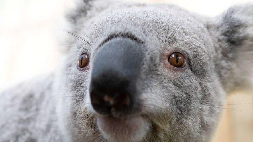 Symbio Wildlife Park Ticket - Photo 5
