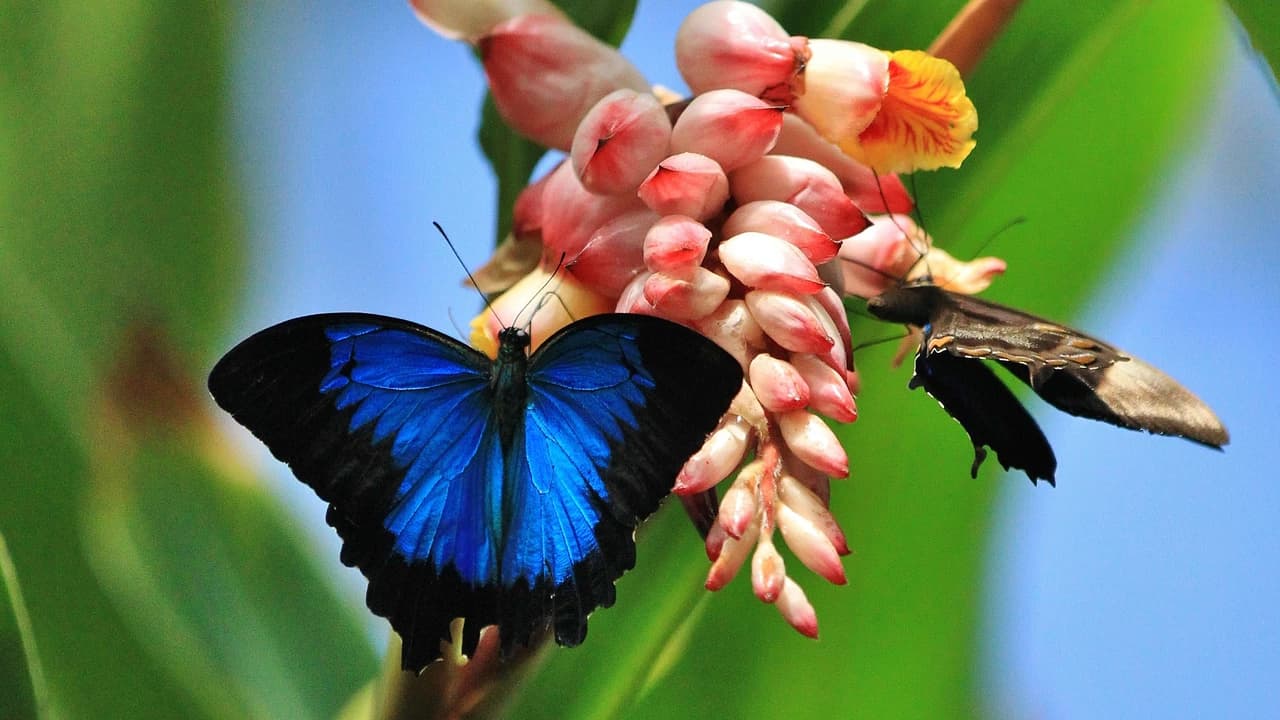 Australian Butterfly Sanctuary - Photo 2