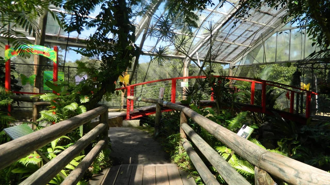 Australian Butterfly Sanctuary - image 8
