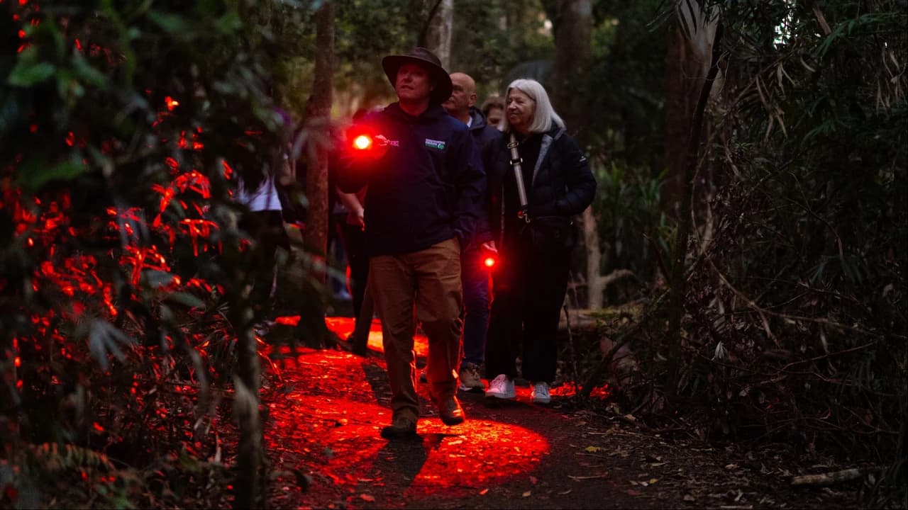 Guided Evening Rainforest Walk and Glow Worms Experience from Gold Coast - Photo 2