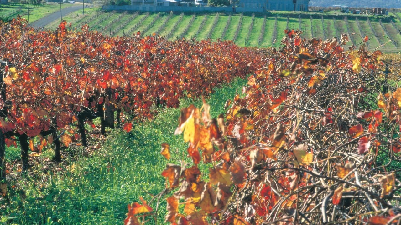 Swan Valley Half-Day Coach Tour with Wine and Chocolate Tasting - Photo 3