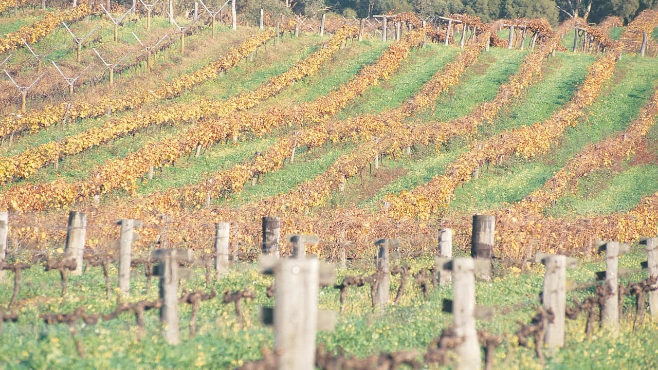 Swan Valley Half-Day Coach Tour with Wine and Chocolate Tasting - image 8