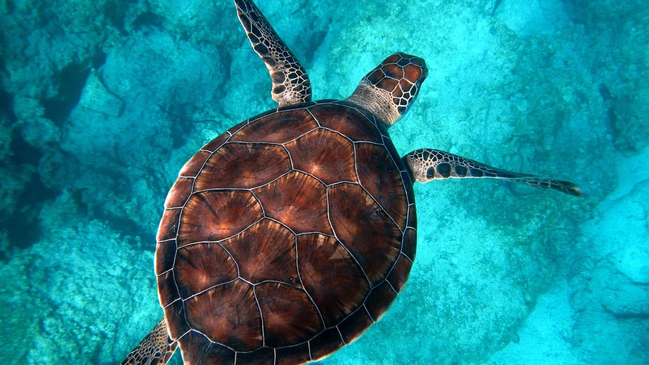 Tangalooma Wrecks & Dolphin Cruise Optional Round transfer from Brisbane City and Gold Coast - image 7