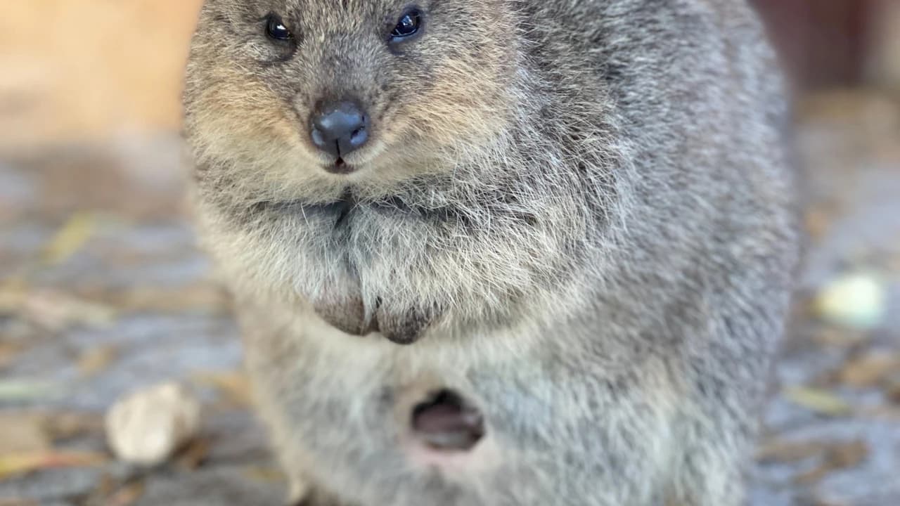 Rottnest Island Bayseeker Bus Tour with Round Trip SeaLink Ferry Transfer