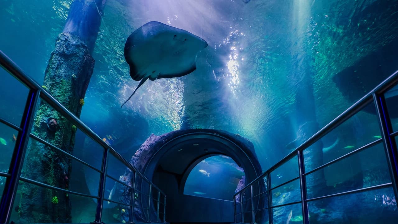 COMBO: Melbourne Skydeck + SEA LIFE Melbourne Aquarium Tickets - image 7