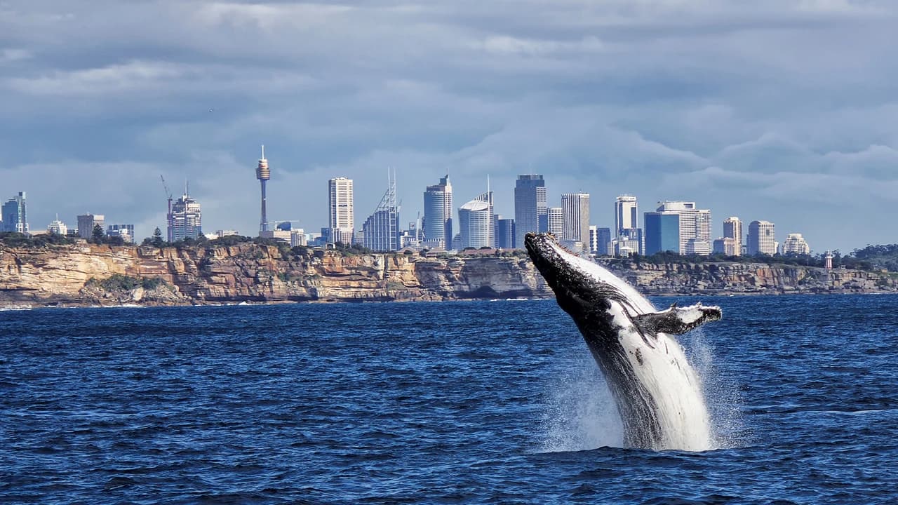 Sydney Whale Watching Cruise with Breakfast or Lunch with Sydney Princess Cruises