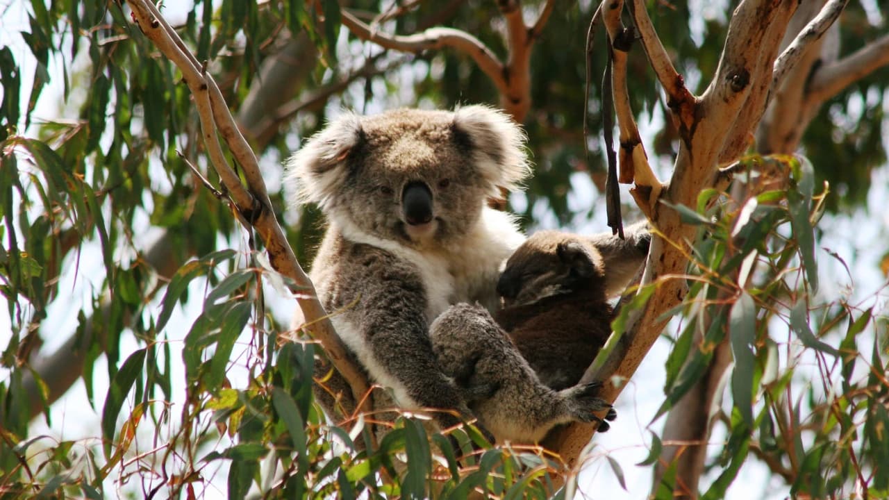 Phillip Island Nature Parks - Koala Conservation Reserve Ticket