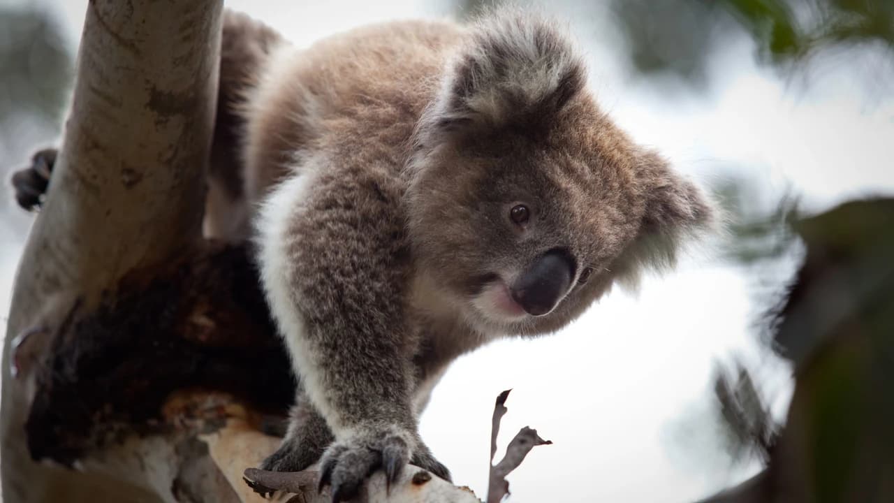 Phillip Island Nature Parks - Koala Conservation Reserve Ticket - Photo 2