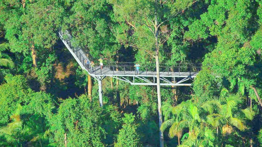 Tamborine Rainforest Skywalk