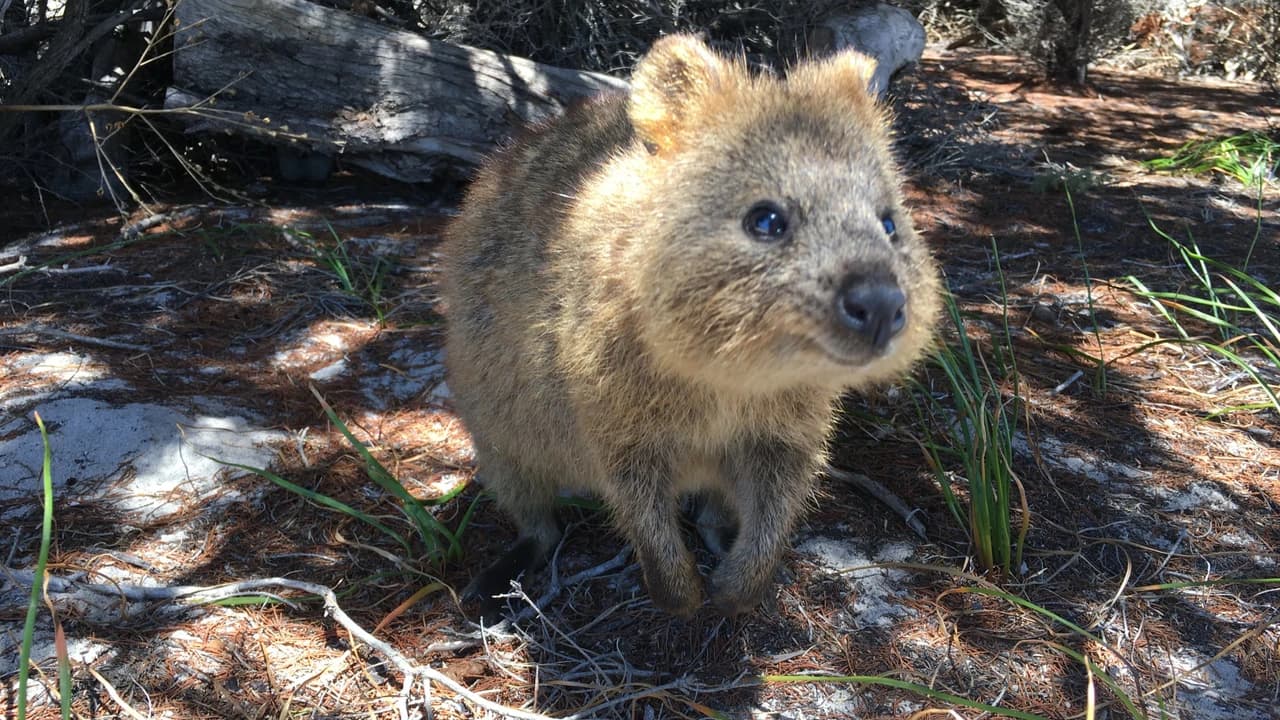 Rottnest Island Fortress Adventure Segway Tour with Round Trip SeaLink Ferry Transfer - Photo 2