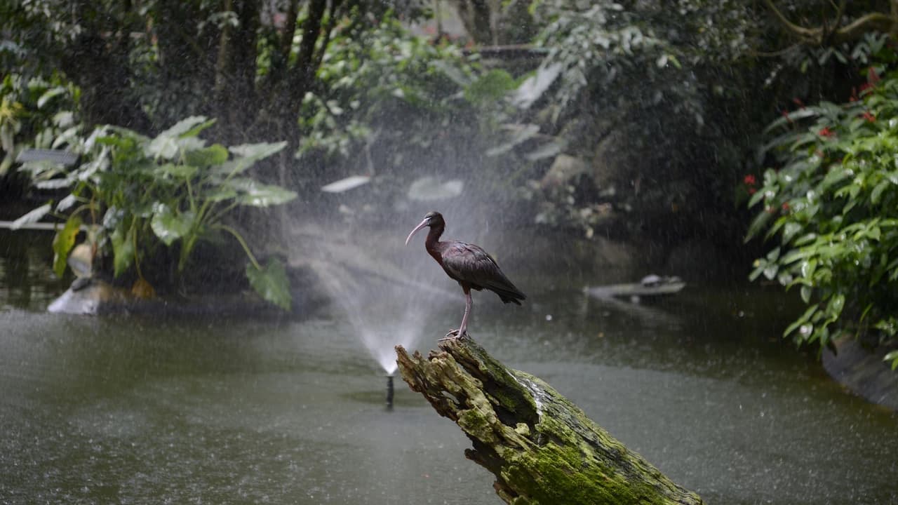 Birdworld Kuranda - image 6
