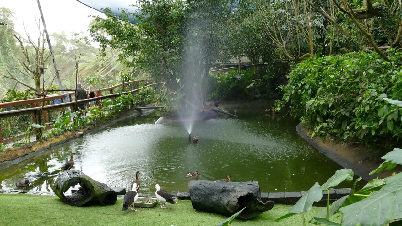 Birdworld Kuranda - image 8