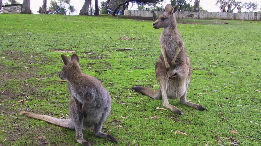 Bonorong Wildlife Sanctuary and Hobart City Tour - image 6