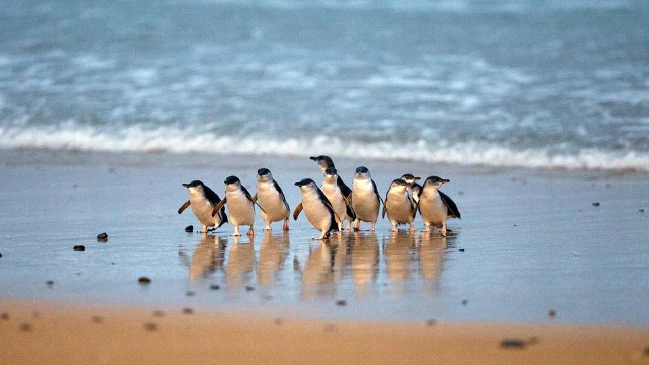 Penguins Express Tour from Melbourne