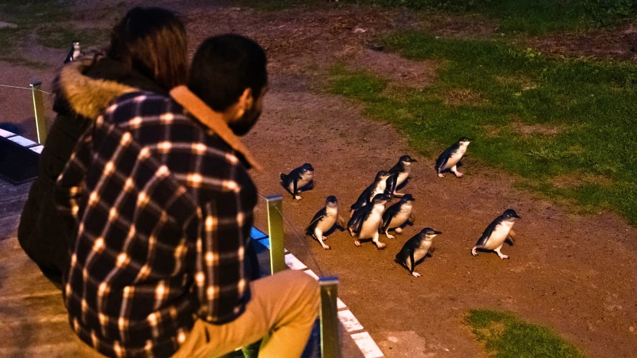Penguins Express Tour from Melbourne - Photo 2