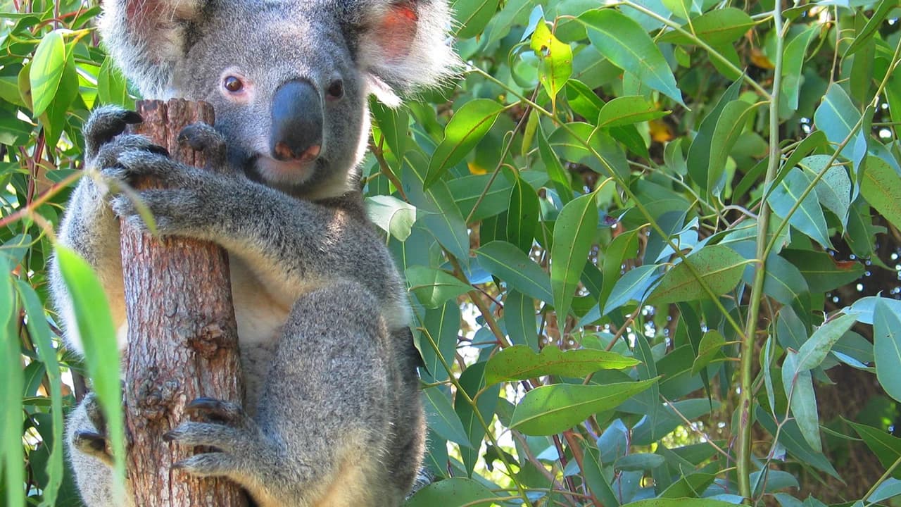 Cape Tribulation and Daintree Wilderness Full-Day Tour - Photo 4